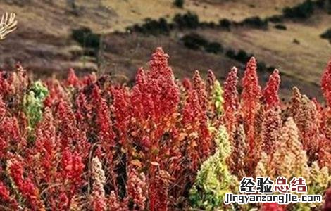 藜麦的田间管理技术 藜麦的栽培技术