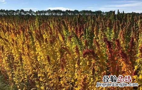 藜麦的田间管理技术 藜麦的栽培技术