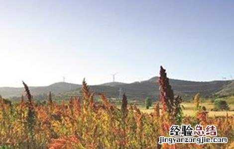藜麦的田间管理技术 藜麦的栽培技术