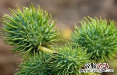 蓖麻的田间管理 蓖麻的田间管理措施
