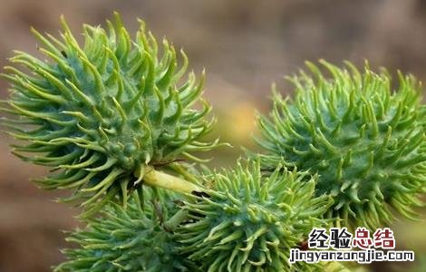 蓖麻的田间管理 蓖麻的田间管理措施