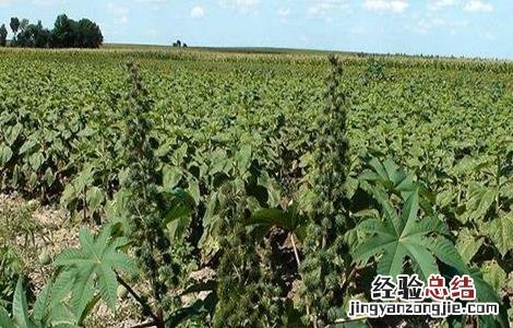 蓖麻的田间管理 蓖麻的田间管理措施