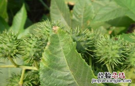 蓖麻的田间管理 蓖麻的田间管理措施