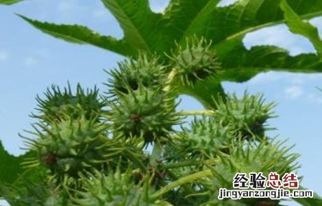 蓖麻的田间管理 蓖麻的田间管理措施