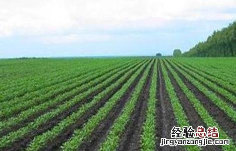 绿豆的施肥方法 绿豆怎样施肥