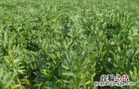 绿豆的施肥方法 绿豆怎样施肥