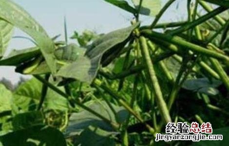 绿豆的施肥方法 绿豆怎样施肥
