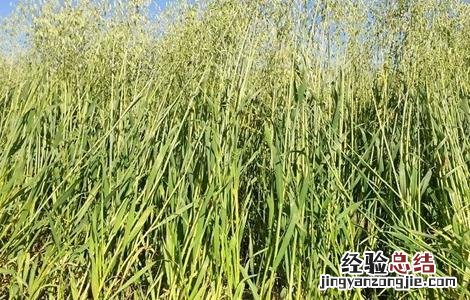 燕麦的种植条件 燕麦种植的生长环境