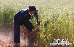 燕麦的种植条件 燕麦种植的生长环境