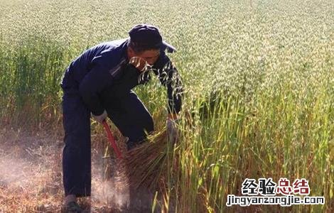 燕麦的种植条件 燕麦种植的生长环境