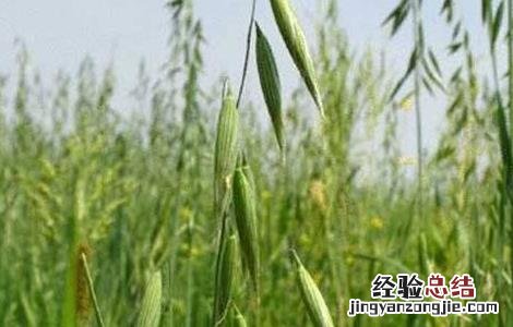 燕麦的田间管理措施 燕麦的田间管理