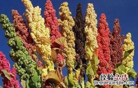藜麦的种植技术 藜麦的种植技术要点