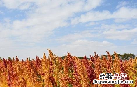 藜麦的种植技术 藜麦的种植技术要点