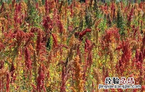 藜麦的种植技术 藜麦的种植技术要点