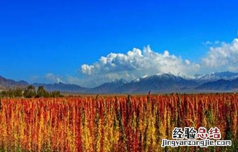 藜麦的种植技术 藜麦的种植技术要点