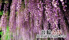 紫藤什么季节适合种植 紫藤种子适合什么时候种植