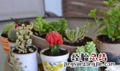 不见阳光室内适合养的18种植物 室内适合养的18种植物