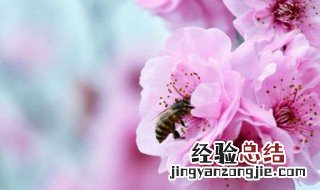 春天开哪些花 分别有什么