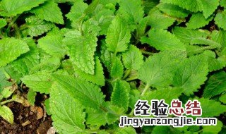 宝塔菜的营养价值 塔菜的作用与功效