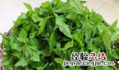 菊花脑怎么吃 菊花脑如何吃