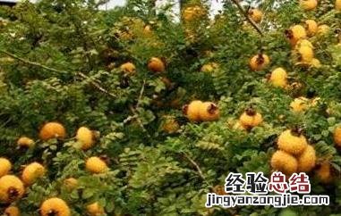 贵州刺梨的功效与副作用 贵州刺梨的营养