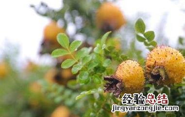 贵州刺梨的功效与副作用 贵州刺梨的营养