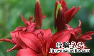 红百合花的药用价值与功效 红百合花的药用价值