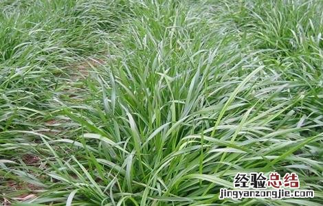 皇竹草种植方法图片 皇竹草的种植方法
