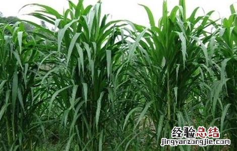 皇竹草种植方法图片 皇竹草的种植方法