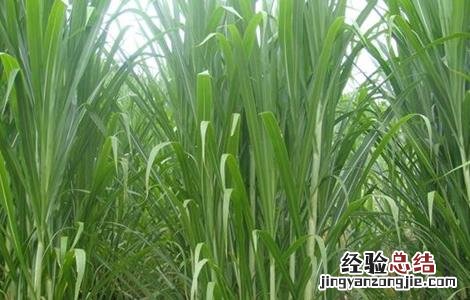 皇竹草种植方法图片 皇竹草的种植方法