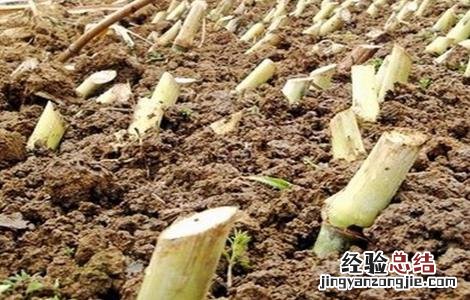 皇竹草种植方法图片 皇竹草的种植方法