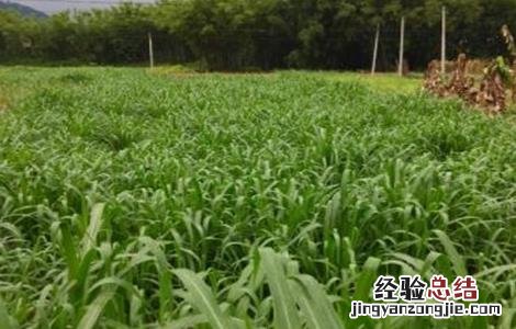 皇竹草种植方法图片 皇竹草的种植方法