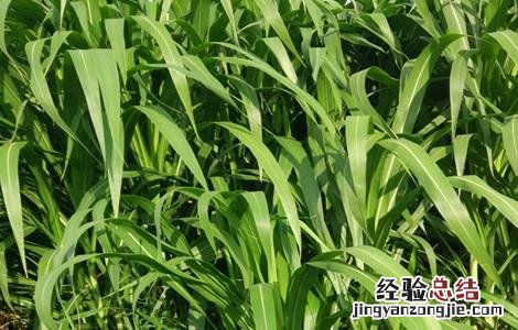 皇竹草种植方法图片 皇竹草的种植方法
