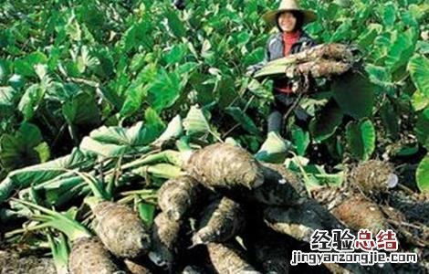 芋头的田间管理技术 芋头的田间管理及施肥