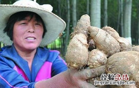芋头的田间管理技术 芋头的田间管理及施肥