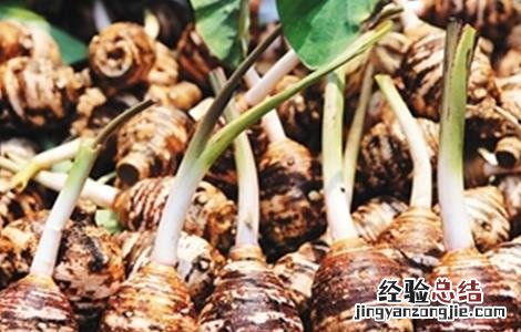 芋头的田间管理技术 芋头的田间管理及施肥