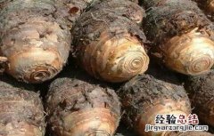 香芋的田间管理技术有哪些 香芋的田间管理技术