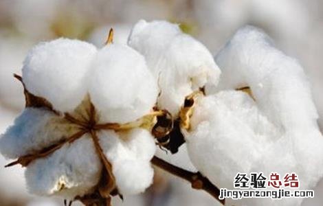 棉花施肥技术及建议 棉花施肥的注意事项