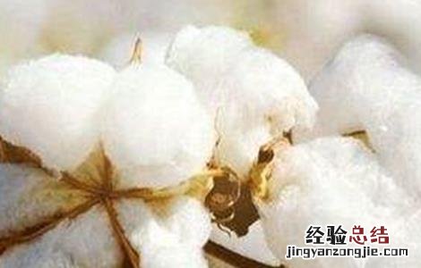 棉花施肥技术及建议 棉花施肥的注意事项