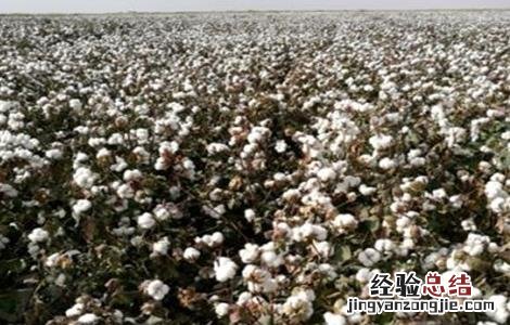 棉花施肥技术及建议 棉花施肥的注意事项