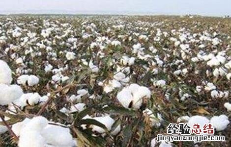棉花施肥技术及建议 棉花施肥的注意事项