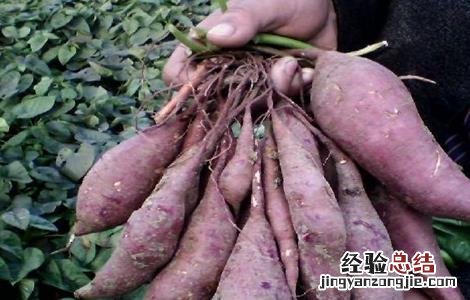 紫薯的田间管理 紫薯的栽培与管理