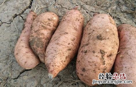 紫薯的田间管理 紫薯的栽培与管理