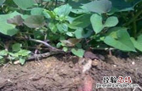 紫薯的田间管理 紫薯的栽培与管理