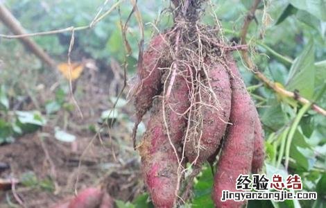 紫薯的田间管理 紫薯的栽培与管理