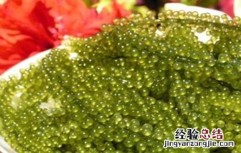海葡萄生长环境 海葡萄的种植方法