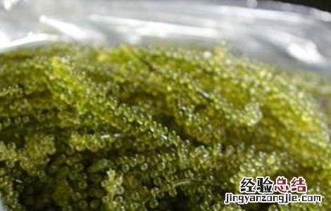海葡萄生长环境 海葡萄的种植方法