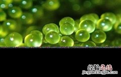 海葡萄生长环境 海葡萄的种植方法