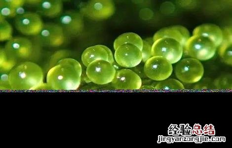 海葡萄生长环境 海葡萄的种植方法