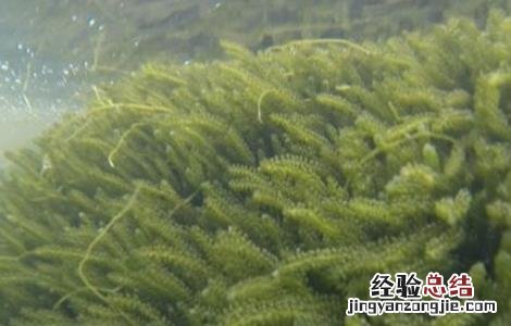 海葡萄生长环境 海葡萄的种植方法